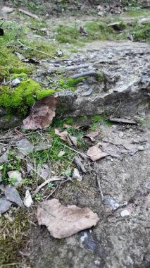 Yerde yeşil yosun ve kayalar. Engebeli kayaları kaplayan ve ormanda yerde yetişen güzel yeşil yosunlar. Makro kipte görüntülendi. dikey video