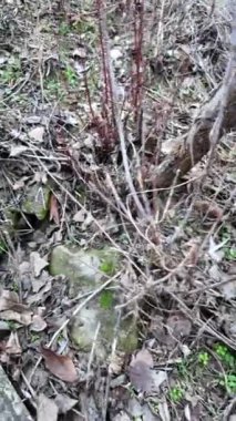 Yerde yeşil yosun ve kayalar. Engebeli kayaları kaplayan ve ormanda yerde yetişen güzel yeşil yosunlar. Makro kipte görüntülendi. dikey video