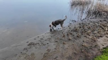 Köpek kumda oynuyor. Neşeli ve sevimli köpek hızlı koşuyor. Sokaktaki evsiz köpek..