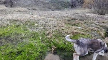 Köpek kumda oynuyor. Neşeli ve sevimli köpek hızlı koşuyor. Sokaktaki evsiz köpek..