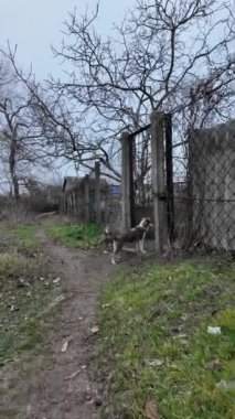 Köpek kumda oynuyor. Komik ve sevimli köpek hızlı koşuyor. Sokak köpeği. Sokakta. dikey video