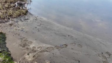 Kumda ayak izleri var. Yerde ayak izleri var. Kumda pençe izleri.