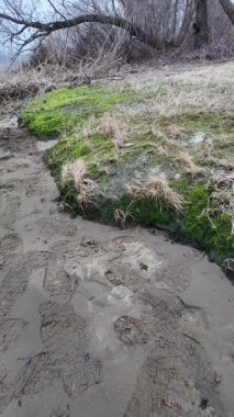 Kumda ayak izleri var. Yerde ayak izleri var. Kumda pençe izleri.