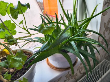 Evde saksıda çiçekler var. Pencere pervazında çiçekler. Penceredeki saksılarda farklı çiçekler.