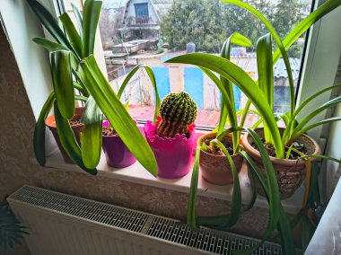 Evde saksıda çiçekler var. Pencere pervazında çiçekler. Penceredeki saksılarda farklı çiçekler.