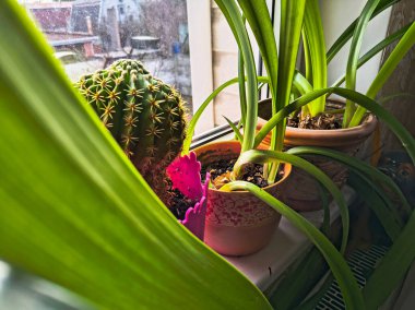 flowers in pots in the house. flowers on the windowsill. different flowers in pots on the window. clipart