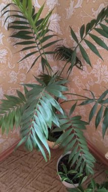 Evde saksıda çiçekler var. Pencere pervazında çiçekler. Penceredeki saksılarda farklı çiçekler.