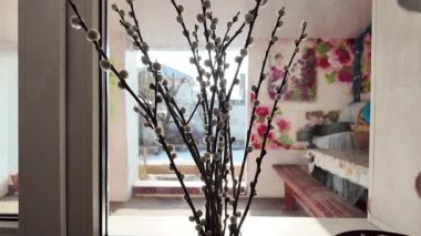 Salix caprea. Söğüt dalları gökyüzüne karşı beyaz catkins, rüzgarda çiçek açan salya ağacı. Pencerede söğüt çiçeği var..