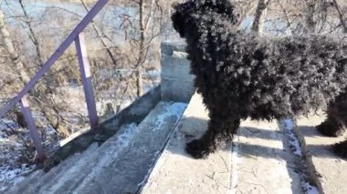 Siyah oyuncak kaniş. Kara köpek karda. Neon pembe kış ceketi giyen sevimli siyah kaniş karlı sahilde zıplıyor ve zıplıyor. Karda koşan sevimli bir köpek yavrusu. Deniz kenarında gezen köpek.