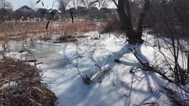 Donmuş göl. Ünlü bir yer. Buz nehri. Buzun içinde kıyıda sazlıklar. Göldeki buz çok güzel. Kış doğal manzarası. yüksek çözünürlüklü.