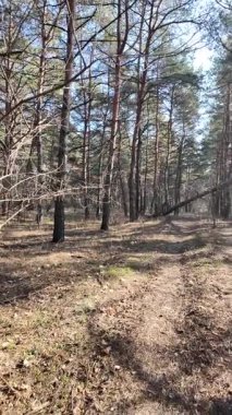 Ağır çekim videosu yüksek çözünürlükte. Ormanda yürü. Çam ağacı. Uzun ağaçlar ve mavi gökyüzü. Gökyüzü sahasında ağaç dalları. Doğa yürüyüşü. Yürüyüş. dikey video