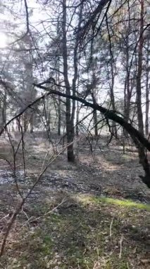 Ağır çekim videosu yüksek çözünürlükte. Ormanda yürü. Çam ağacı. Uzun ağaçlar ve mavi gökyüzü. Gökyüzü sahasında ağaç dalları. Doğa yürüyüşü. Yürüyüş. dikey video