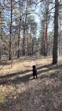 Ağır çekim videosu yüksek çözünürlükte. Ormanda yürü. Çam ağacı. Uzun ağaçlar ve mavi gökyüzü. Gökyüzü sahasında ağaç dalları. Doğa yürüyüşü. Yürüyüş. dikey video