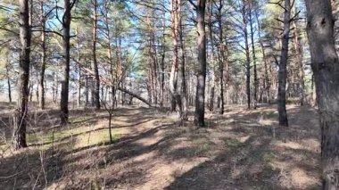 Yüksek çözünürlüklü yavaş çekim videosu. Ormanda yürü. Çam ağacı. Uzun ağaçlar ve mavi gökyüzü. Gökyüzü sahasında ağaç dalları. Doğa yürüyüşü. Yürüyüş.