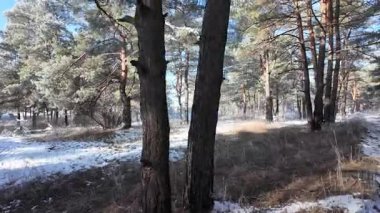 Kış manzarası. Karda yol. Buz tutmuş uzun ağaçlar. Doğal kış manzarası. Karda orman. Dallardaki buzlar. Kar ve güneş. Kış ormanlarında yürüyüş. Doğada spor. Mevsimler. Zamanın sembolü.