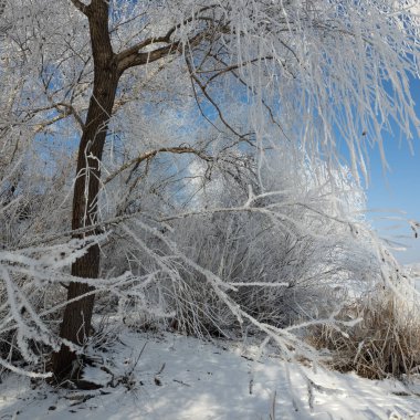 Kış manzarası. Karda yol. Buz tutmuş uzun ağaçlar. Doğal kış manzarası. Karda orman. Dallardaki buzlar. Kar ve güneş. Kış ormanlarında yürüyüş. Doğada spor. Mevsimler. Zamanın sembolü.