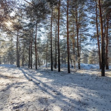 Kış manzarası. Karda yol. Buz tutmuş uzun ağaçlar. Doğal kış manzarası. Karda orman. Dallardaki buzlar. Kar ve güneş. Kış ormanlarında yürüyüş. Doğada spor. Mevsimler. Zamanın sembolü.