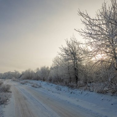 Kış manzarası. Karda yol. Buz tutmuş uzun ağaçlar. Doğal kış manzarası. Karda orman. Dallardaki buzlar. Kar ve güneş. Kış ormanlarında yürüyüş. Doğada spor. Mevsimler. Zamanın sembolü.