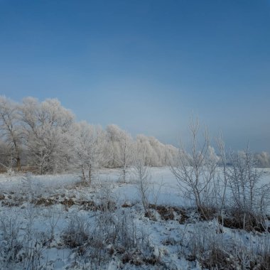 Kış manzarası. Karda yol. Buz tutmuş uzun ağaçlar. Doğal kış manzarası. Karda orman. Dallardaki buzlar. Kar ve güneş. Kış ormanlarında yürüyüş. Doğada spor. Mevsimler. Zamanın sembolü.