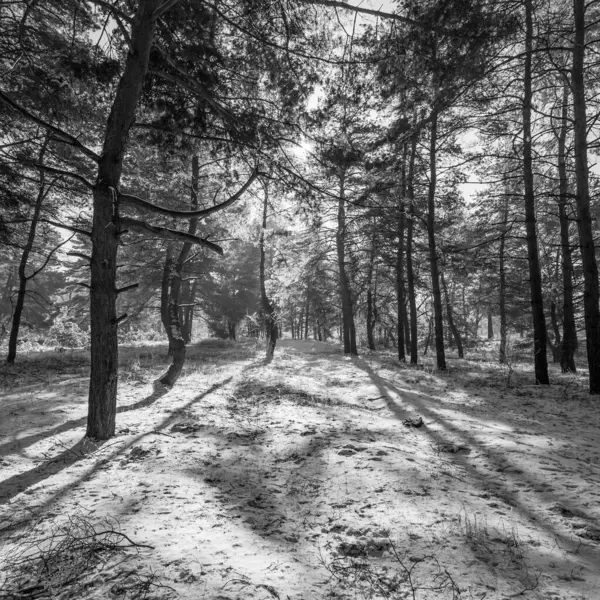 Kış manzarası. Karda yol. Buz tutmuş uzun ağaçlar. Doğal kış manzarası. Karda orman. Dallardaki buzlar. Kar ve güneş. Kış ormanlarında yürüyüş. Doğada spor. Mevsimler. Zamanın sembolü.