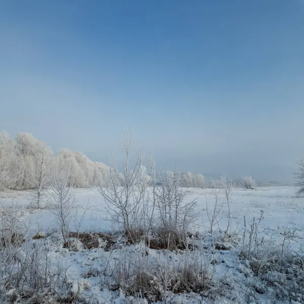 Kış manzarası. Karda yol. Buz tutmuş uzun ağaçlar. Doğal kış manzarası. Karda orman. Dallardaki buzlar. Kar ve güneş. Kış ormanlarında yürüyüş. Doğada spor. Mevsimler. Zamanın sembolü.