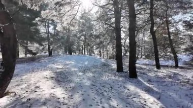 Kış manzarası. Karda yol. Buz tutmuş uzun ağaçlar. Doğal kış manzarası. Karda orman. Dallardaki buzlar. Kar ve güneş. Kış ormanlarında yürüyüş. Doğada spor. Mevsimler. Zamanın sembolü.