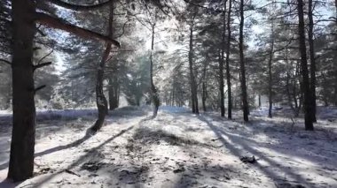 Kış manzarası. Karda yol. Buz tutmuş uzun ağaçlar. Doğal kış manzarası. Karda orman. Dallardaki buzlar. Kar ve güneş. Kış ormanlarında yürüyüş. Doğada spor. Mevsimler. Zamanın sembolü.