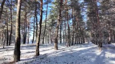Kış manzarası. Karda yol. Buz tutmuş uzun ağaçlar. Doğal kış manzarası. Karda orman. Dallardaki buzlar. Kar ve güneş. Kış ormanlarında yürüyüş. Doğada spor. Mevsimler. Zamanın sembolü.