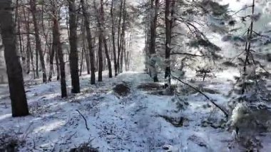 Kış manzarası. Karda yol. Buz tutmuş uzun ağaçlar. Doğal kış manzarası. Karda orman. Dallardaki buzlar. Kar ve güneş. Kış ormanlarında yürüyüş. Doğada spor. Mevsimler. Zamanın sembolü.