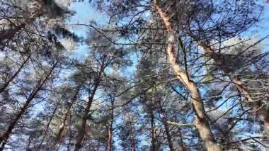 Kış manzarası. Karda yol. Buz tutmuş uzun ağaçlar. Doğal kış manzarası. Karda orman. Dallardaki buzlar. Kar ve güneş. Kış ormanlarında yürüyüş. Doğada spor. Mevsimler. Zamanın sembolü.