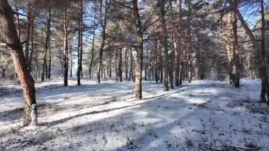 Kış manzarası. Karda yol. Buz tutmuş uzun ağaçlar. Doğal kış manzarası. Karda orman. Dallardaki buzlar. Kar ve güneş. Kış ormanlarında yürüyüş. Doğada spor. Mevsimler. Zamanın sembolü.