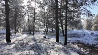 Kış manzarası. Karda yol. Buz tutmuş uzun ağaçlar. Doğal kış manzarası. Karda orman. Dallardaki buzlar. Kar ve güneş. Kış ormanlarında yürüyüş. Doğada spor. Mevsimler. Zamanın sembolü.