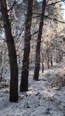 Karlı ormanda dikey video. VERTICAL VIDEO, kış ormanındaki ilk kar. Sabahları karlı ağaçların arasında yürümek. Kamera karlı zemine doğru sürekli hareket ediyor. video 4k