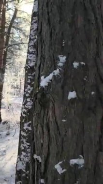 Karlı ormanda dikey video. VERTICAL VIDEO, kış ormanındaki ilk kar. Sabahları karlı ağaçların arasında yürümek. Kamera karlı zemine doğru sürekli hareket ediyor. video 4k