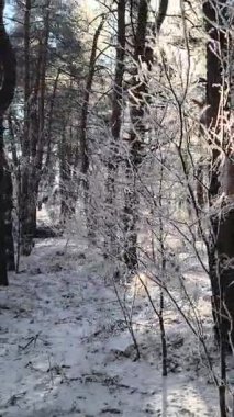 Karlı ormanda dikey video. VERTICAL VIDEO, kış ormanındaki ilk kar. Sabahları karlı ağaçların arasında yürümek. Kamera karlı zemine doğru sürekli hareket ediyor. video 4k