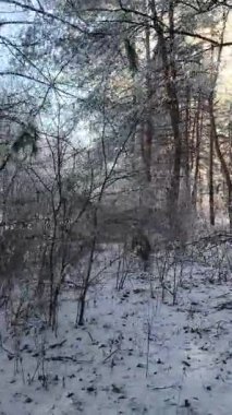 Karlı ormanda dikey video. VERTICAL VIDEO, kış ormanındaki ilk kar. Sabahları karlı ağaçların arasında yürümek. Kamera karlı zemine doğru sürekli hareket ediyor. video 4k