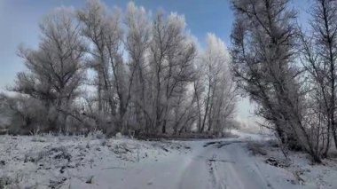 Şoför karlı yolda gidiyor. Finlandiya 'da kar manzaralı orman ortamında POV kış yolculuğu heyecan vericiydi. Karda ünlü bir yol. Çam Ormanı 'nın arasındaki karda dümdüz yol, 4k