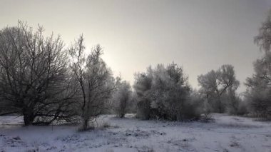 Şoför karlı yolda gidiyor. Finlandiya 'da kar manzaralı orman ortamında POV kış yolculuğu heyecan vericiydi. Karda ünlü bir yol. Çam Ormanı 'nın arasındaki karda dümdüz yol, 4k