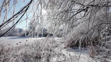 Yavaş çekim video 4k kar dallardan düşüyor. Ağır çekim düşen kar videosu. Dalların üzerinde parlak kar ve güneş. Kar yavaşça ağaç dallarına düşüyor.