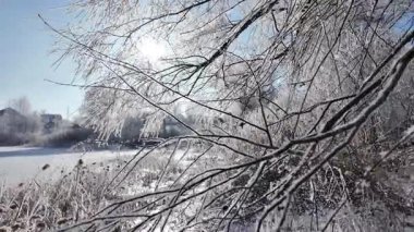 Yavaş çekim video 4k kar dallardan düşüyor. Ağır çekim düşen kar videosu. Dalların üzerinde parlak kar ve güneş. Kar yavaşça ağaç dallarına düşüyor.