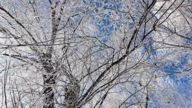 Yavaş çekim video 4k kar dallardan düşüyor. Ağır çekim düşen kar videosu. Dalların üzerinde parlak kar ve güneş. Kar yavaşça ağaç dallarına düşüyor.