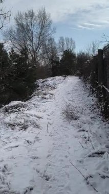 Karda koşan dikey video köpeği. Güzel köpek karda oynuyor. Kışın sokak köpeği. Köpek aktif olarak karda tepeden aşağıya mutlu bir şekilde koşuyor. Köpek kışın tadını çıkarıyor ve karda yürüyor..