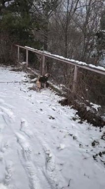 Karda koşan dikey video köpeği. Güzel köpek karda oynuyor. Kışın sokak köpeği. Köpek aktif olarak karda tepeden aşağıya mutlu bir şekilde koşuyor. Köpek kışın tadını çıkarıyor ve karda yürüyor..