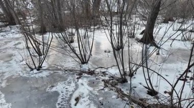 Nehirde buzla kaplı kış manzarası. Gölde çatlamış buz. Soğuk kış manzarası. Buz içinde donmuş ağaçlar. Su basmış ve donmuş toprak. Buzda kuşlar. Kış dönemi. Buzun bahar erimesi.