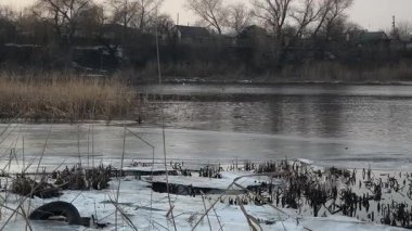 Nehirde buzla kaplı kış manzarası. Gölde çatlamış buz. Soğuk kış manzarası. Buz içinde donmuş ağaçlar. Su basmış ve donmuş toprak. Buzda kuşlar. Kış dönemi. Buzun bahar erimesi.