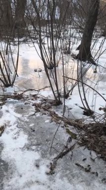 Nehirde buzla kaplı kış manzarası. Gölde çatlamış buz. Soğuk kış manzarası. Buz içinde donmuş ağaçlar. Su basmış ve donmuş toprak. Buzda kuşlar. Kış dönemi. Buzun bahar erimesi.