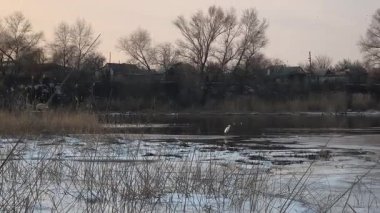 Nehirde buzla kaplı kış manzarası. Gölde çatlamış buz. Soğuk kış manzarası. Buz içinde donmuş ağaçlar. Su basmış ve donmuş toprak. Buzda kuşlar. Kış dönemi. Buzun bahar erimesi.