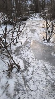Nehirde buzla kaplı kış manzarası. Gölde çatlamış buz. Soğuk kış manzarası. Buz içinde donmuş ağaçlar. Su basmış ve donmuş toprak. Buzda kuşlar. Kış dönemi. Buzun bahar erimesi.