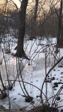 Nehirde buzla kaplı kış manzarası. Gölde çatlamış buz. Soğuk kış manzarası. Buz içinde donmuş ağaçlar. Su basmış ve donmuş toprak. Buzda kuşlar. Kış dönemi. Buzun bahar erimesi.