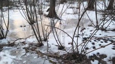 Nehirde buzla kaplı kış manzarası. Gölde çatlamış buz. Soğuk kış manzarası. Buz içinde donmuş ağaçlar. Su basmış ve donmuş toprak. Buzda kuşlar. Kış dönemi. Buzun bahar erimesi.